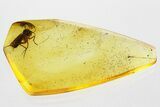 Fossil Fungus Gnat (Mycetophilidae) w/ Eggs and Webs In Baltic Amber #349420-1